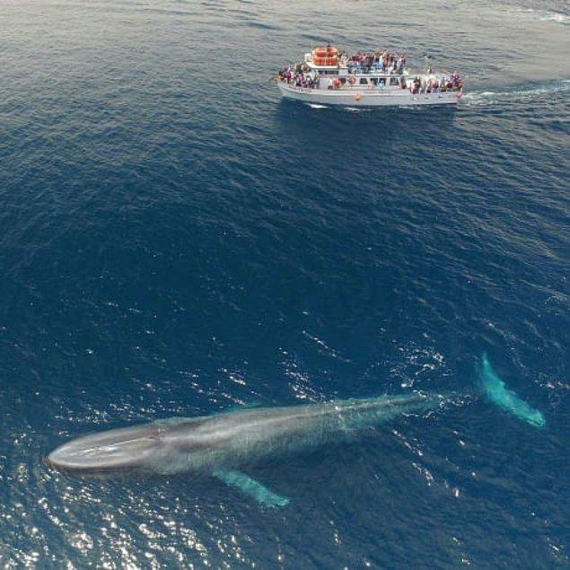 14. 23 metrelik tekneye kıyasla bir mavi balina.