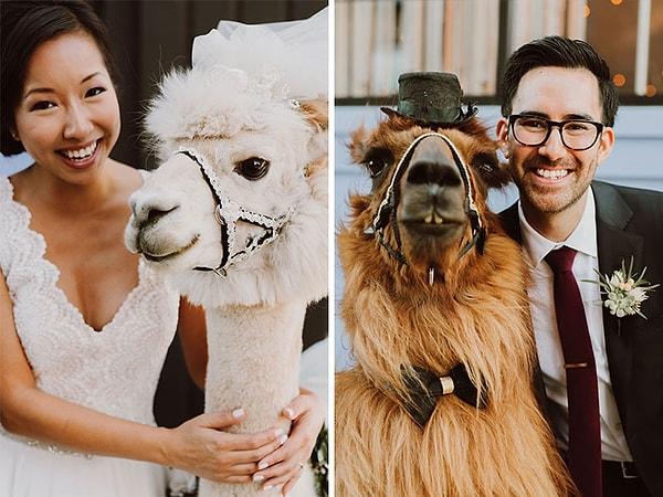 Amerika'da Portland ve Vancouver'da düğün yapacak kişiler, misafirlerine farklı bir deneyim yaşatmak için düğünlerine lamaları davet ediyorlar.