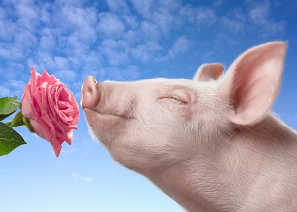 10. Какие запахи нравятся вам больше всего?