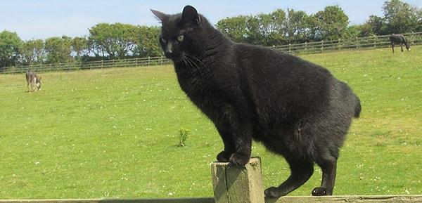 Ada, ilginç bir kedi türü olan kuyruksuz Manx kedilerine de ev sahipliği yapıyor.