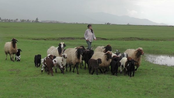 'Biraz uykumdan ödün verip, ders çalıştım. Hayvan otlatırken kitaplarımı yanımdan ayırmadım.'