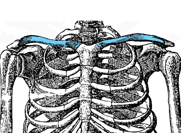 1. Начнем со всем известной кости. Как она называется?
