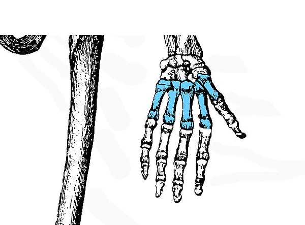 5. Перейдем к нашим ручкам: что это за кости?