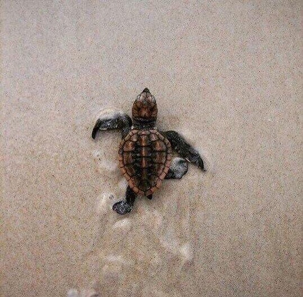 10. Шанс не бывает единственным в жизни. Единственной бывает только жизнь.