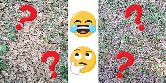 İki Hınzır Saklambaç Oynuyor! Fotoğraflardaki Gizlenmiş Yılanı ve Örümceği Bulabilecek misiniz?