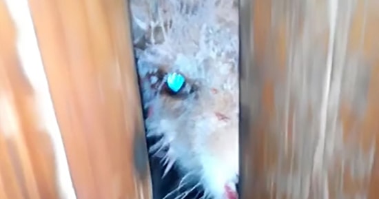 Cam Gibi Gözleri ve Kanlı Vücuduyla İnsanı Ürküten Zombi Tilki