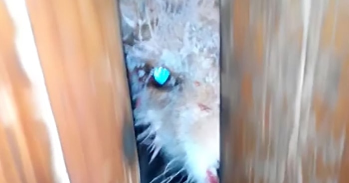 Cam Gibi Gözleri ve Kanlı Vücuduyla İnsanı Ürküten Zombi Tilki