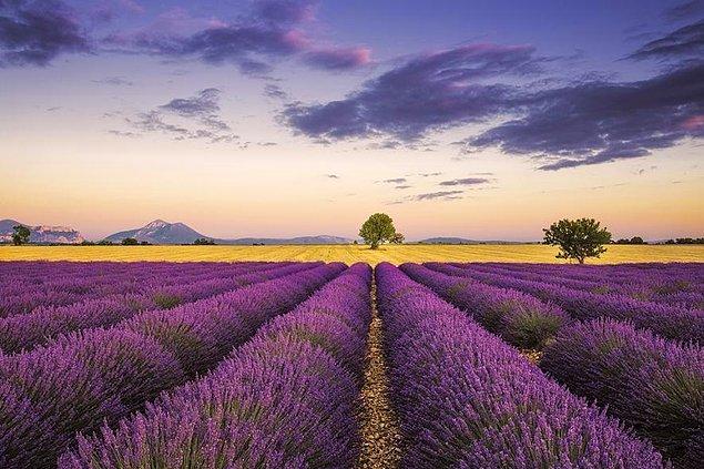 9. Fransa: Provence Lavanta Rotası