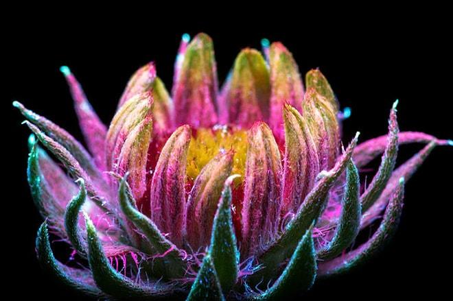 Ultraviyole Işığın Altında Fotoğraflanınca Parlak Renkleriyle Göz Kamaştıran 20 Çiçek