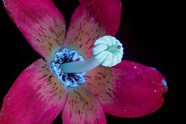 4. Sanatçı Craig Burrow son 3 yılını çiçekleri UV ışınlarının altında fotoğraflamaya adamıştı.