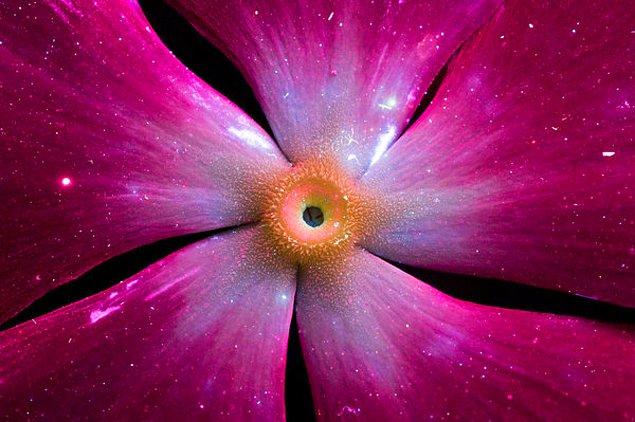 6. Burada çiçeklerin üzerine tuttuğu ultraviyole ışık adeta bu çiçekleri bambaşka evrenlerden gelen güzel yaratıklara dönüştürüyor.