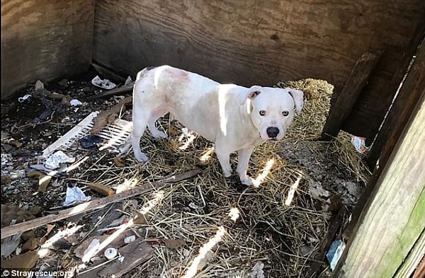3. Ранее в этом году цепь обвилась вокруг лапы Треи и причиняла ей такую боль, что собаке пришлось отгрызть собственную лапу.