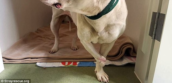 4. Соседи позвонили в приют для животных, чтобы местные работники забрали животное и помогли ей выздороветь.