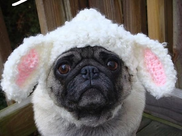 5. "Как до тебя не дойдет, что твой отказ от мяса ничем не поможет животным? Их как убивали, так и будут убивать"