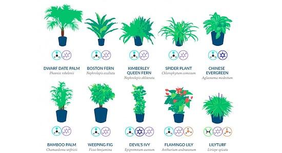 NASA Gives Us A List Of The Best Air-Cleaning Plants For Our Home!