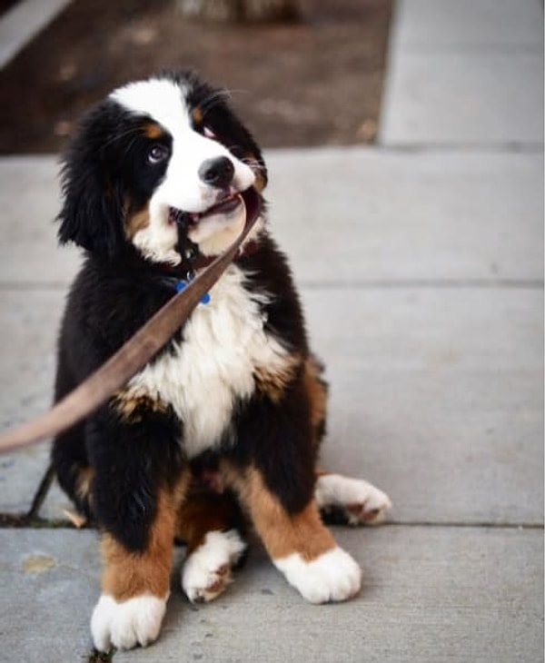 Бернский зенненхунд