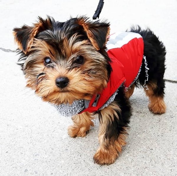 Йоркширский терьер