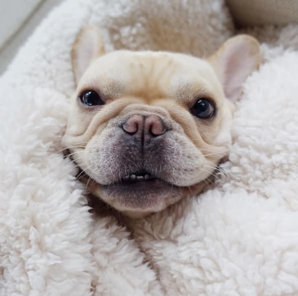 Французский бульдог