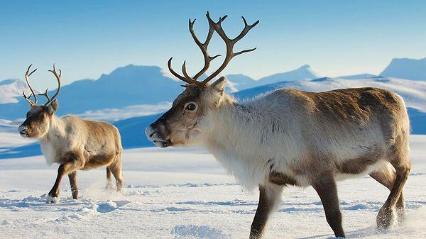 5. The reindeer is the only mammal that can see UV lights. Their eyes can see algae, polar bears moving on the snow, and urine traces.