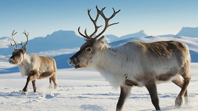 5. The reindeer is the only mammal that can see UV lights. Their eyes can see algae, polar bears moving on the snow, and urine traces.