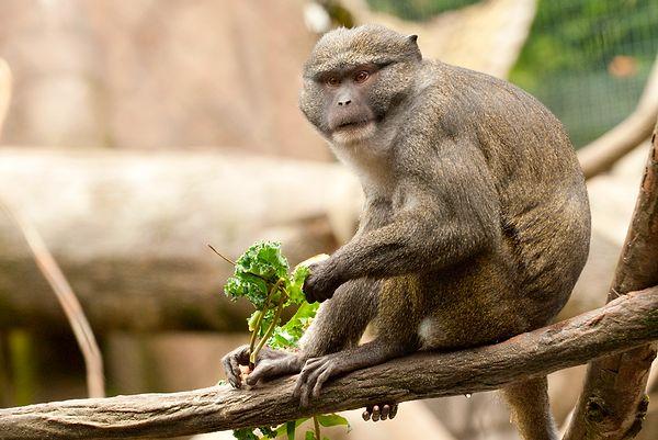 11. In the 1988 mayoral elections of Rio de Janeiro, the public had so many complaints about the municipality that a monkey, which was the mascot of the city's zoo garden, received more than 400 votes!