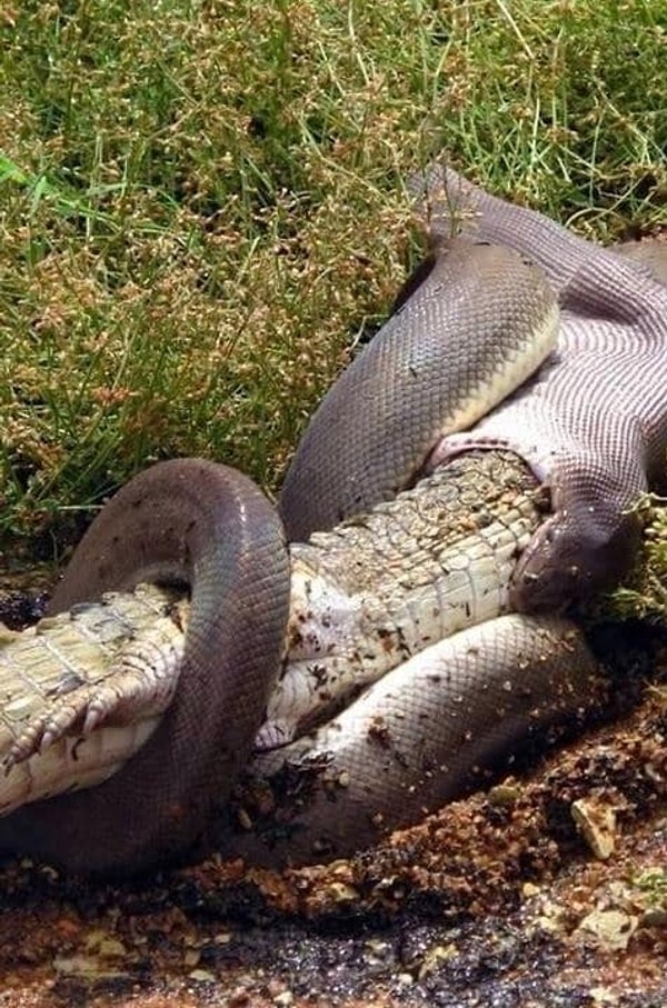 6. ЗМЕЯ ЕСТ КРОКОДИЛА! 😱