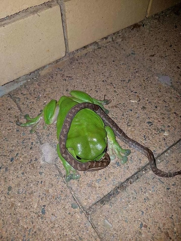 7. Этой лягухе лучше не переходить дорогу