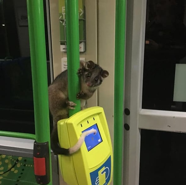 19. "Кондуктор, кондуктор! У вас тут "заяц-лемур"! Нет, я не чокнулся!"