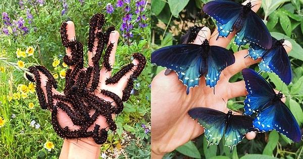 3. San Francisco’lu bir adam arka bahçesine kurduğu düzenekle nesli tükenmekte olan bir kelebek türünü kurtardı!