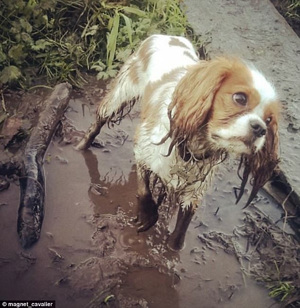 1. Похоже, что этот кавалер кинг чарльз спаниель уже пожалел о затеянном