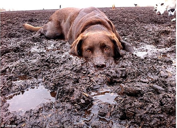 4. "Сдаюсь!": эта собака стала такой грязной, что решила просто лечь и отдохнуть в грязи