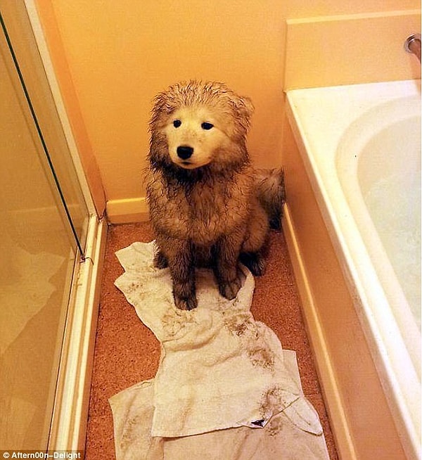 5. "И что ты умиляешься? Сам же будешь сейчас меня чистить!"