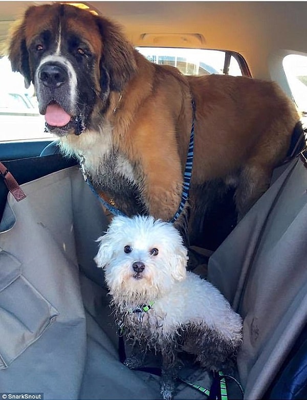 11. Величина собак может быть разной, но цель у всех одна