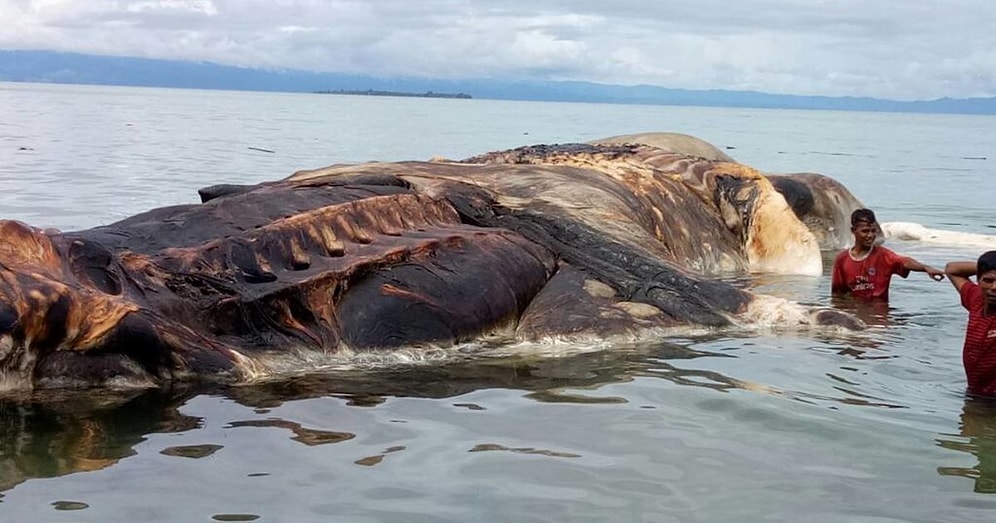 К берегам Индонезии прибило тушу гигантского неизвестного существа