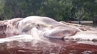 Endonezya'da Kıyıya Vuran 15 Metre Boyundaki Gizemli Yaratık Bilim Dünyasını Ayağa Kaldırdı!
