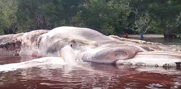 Türünün ne olduğu bilinmeyen ve Endonezya kıyılarına vuran bu yaratığın boyu tam 15 metre uzunluğunda.