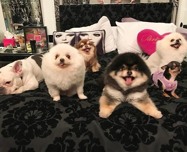 11. Her dogs are named Harajuku Bitch, Diamond Baby, Princess Paris Jr., Prince, and Prince Baby Bear.