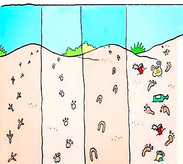 12. Следы животных