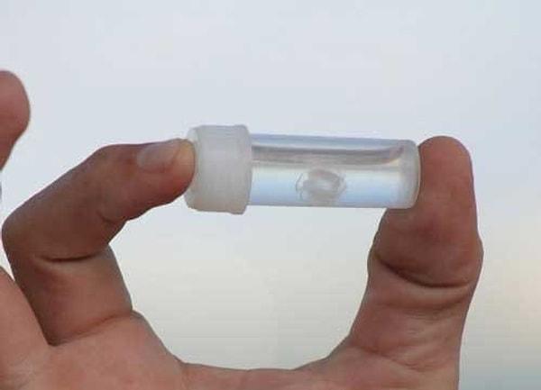 15. Dünyanın en ölümcül derecede zehirli olan hayvanlarından biri; mini mini bir denizanası