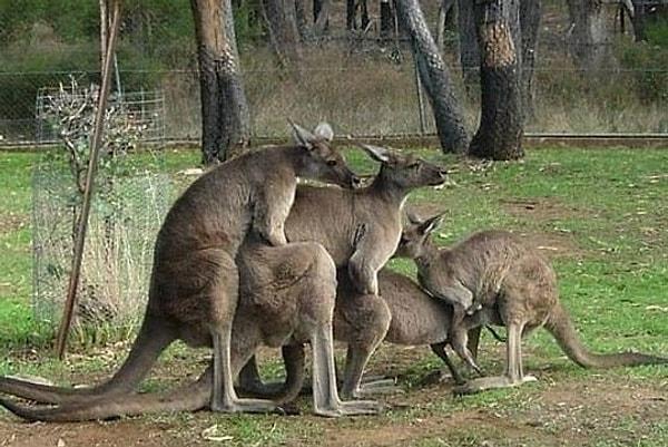 17. Aşk yaşayan kangurular