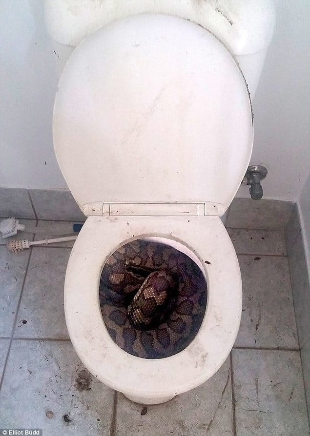 23. Kendine saklanacak yeni bir yer bulmanın haklı gururunu yaşayan bu yılan