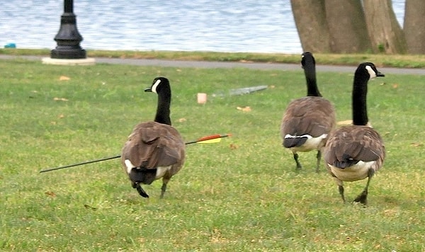 7. По ходу этот гусь бессмертный