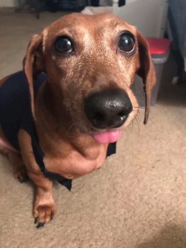 This is a 7-year-old rescue dachshund, Sasha.