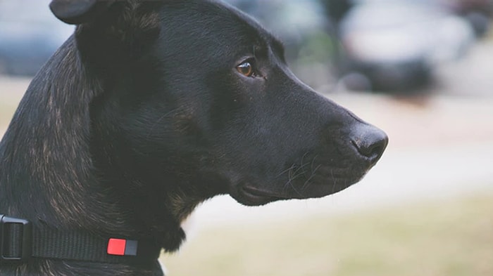 Bu Küçük Alet Sayesinde Artık Sevdiğiniz Hiçbir Şey Kaybolmayacak!