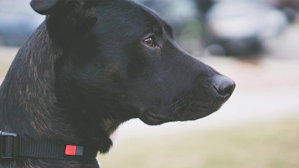 Bu Küçük Alet Sayesinde Artık Sevdiğiniz Hiçbir Şey Kaybolmayacak!
