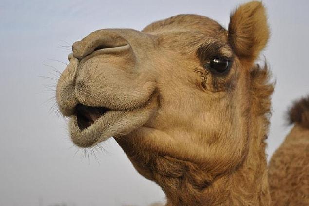 8. Saudi Arabia imports camels from Australia.