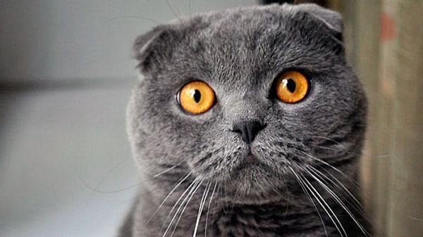 Шотландская вислоухая кошка