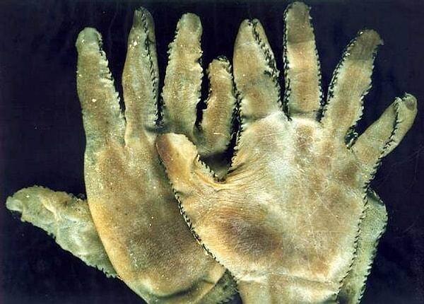 18. Tarihin gördüğü en acımasız seri katillerden olan Ed Gein'in kurbanlarının derisinden yaptığı eldivenleri.