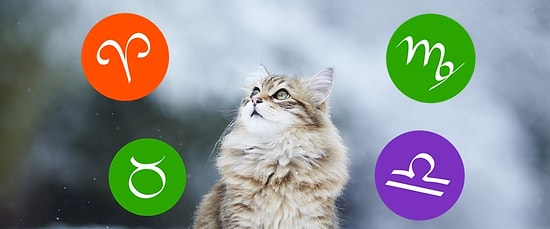 Тест: Узнай, какая порода кошек подходит тебе по знаку Зодиака