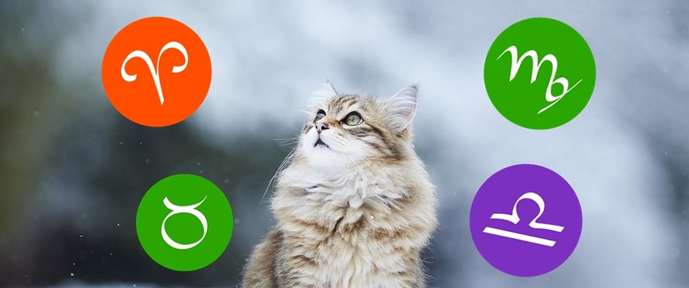 Тест: Узнай, какая порода кошек подходит тебе по знаку Зодиака